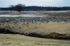 Tranor vid Hornborgasjön